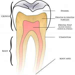 Der Zahn ist aufgebaut aus verschiedenen Schichten