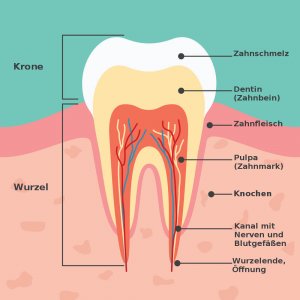 Zahn im Querschnitt