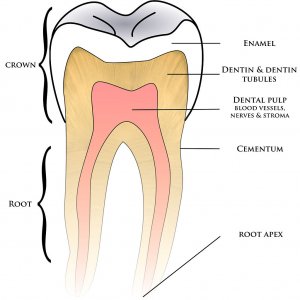 tooth structure