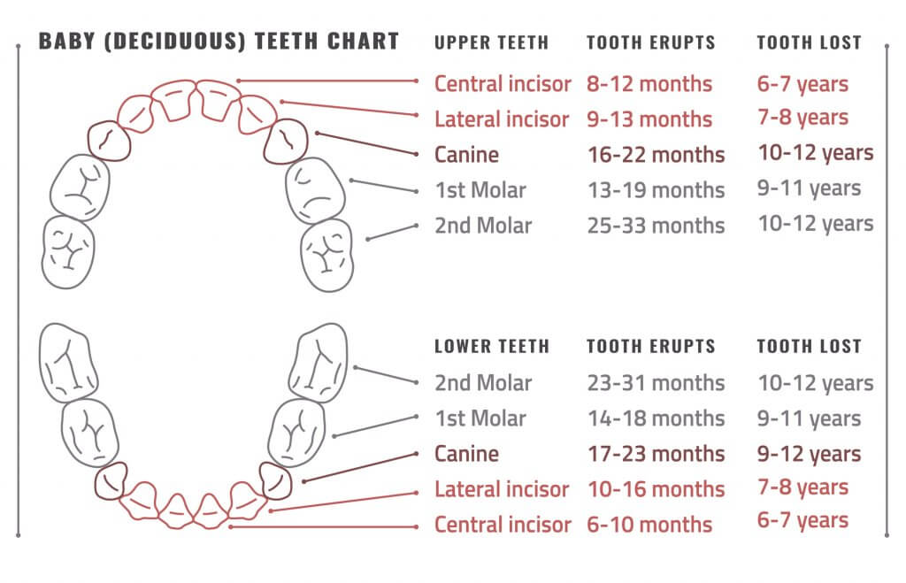 baby teeth chart