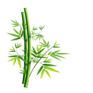 electric bamboo toothbrush