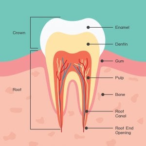 Grafico de las capas de un diente