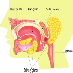 glándulas salivales responsables de la halitosis