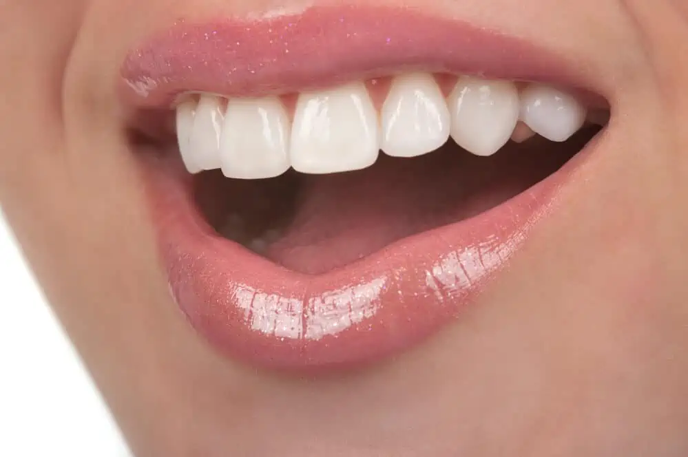 Diferentes tipos de dientes y sus funciones