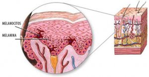 melanocitos