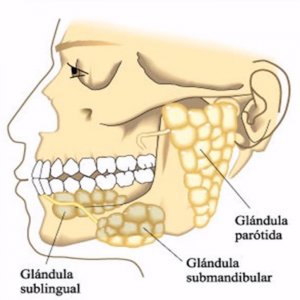 Glándula sublingual