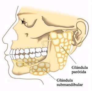 Glándula submandibular