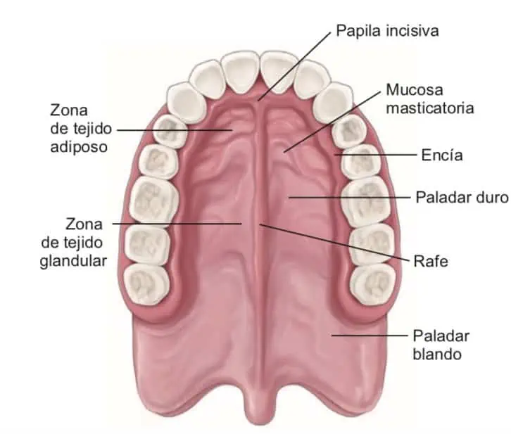 anatomía del paladar