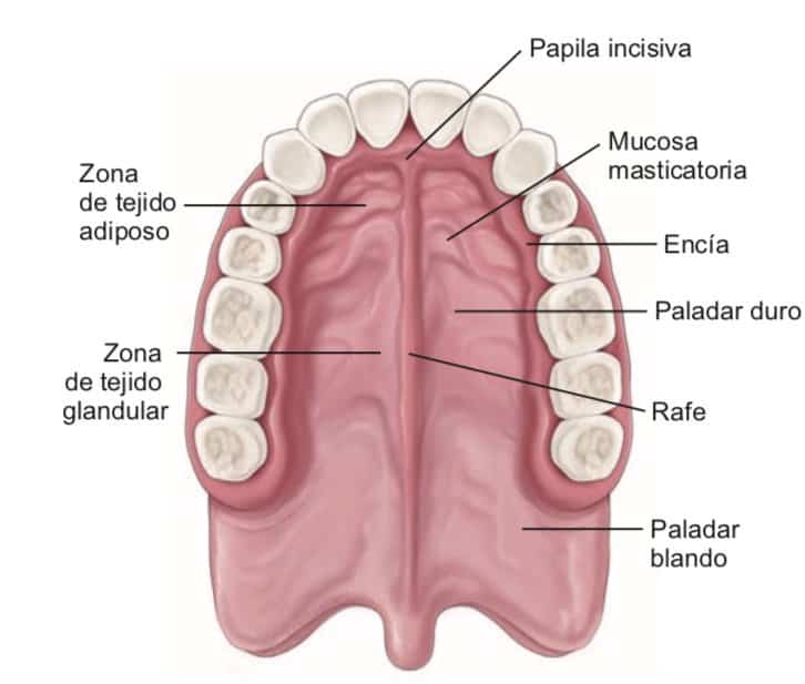 Paladar Ojival O Paladar Estrecho Cu ndo Y C mo Se Puede Corregir