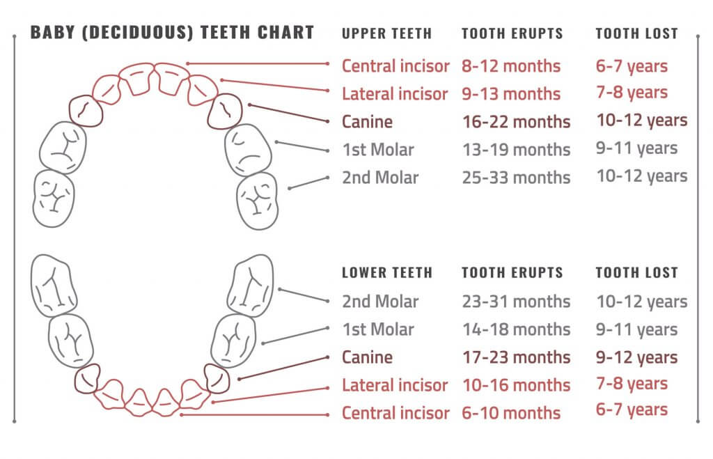 Baby's First Tooth: All About Baby Teeth Order, Proper Care
