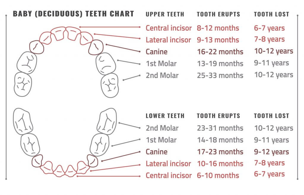 baby teeth chart