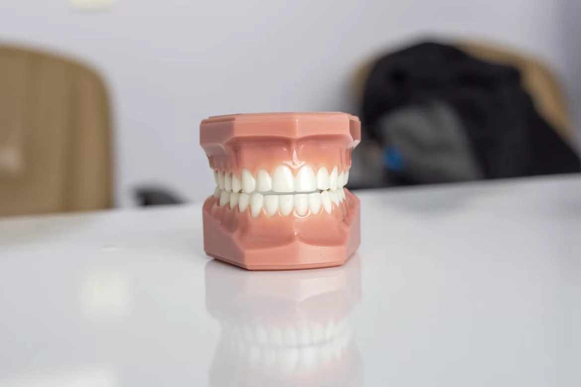 Dental model showing teeth and gums on a white table