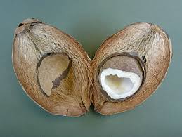 noix de coco