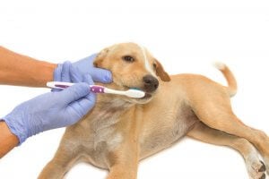 Brosser les dents du chien