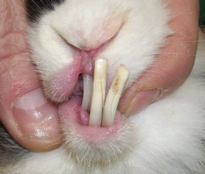 problèmes dents lapin