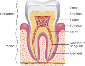 émail, dentine, pulpe, les zones de prédilection de la névralgie dentaire